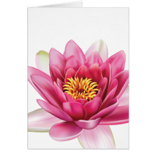 Lotus Blume