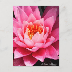 Lotus Blume Blossom, Blume Asiens Postkarte