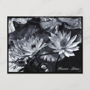 Lotus Blume, Blumengarten / Asien Postkarte