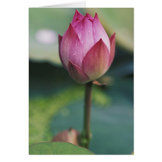 Lotus Blume bud, Hangzhou, Provinz Zhejiang (Vorne)