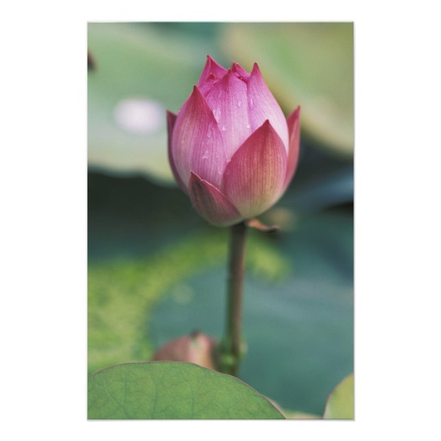 Lotus Blume bud, Hangzhou, Provinz Zhejiang Fotodruck (Vorne)
