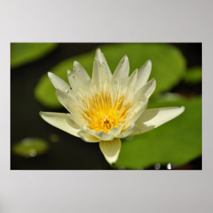Lotus (Blume der Wasserlilie) Poster