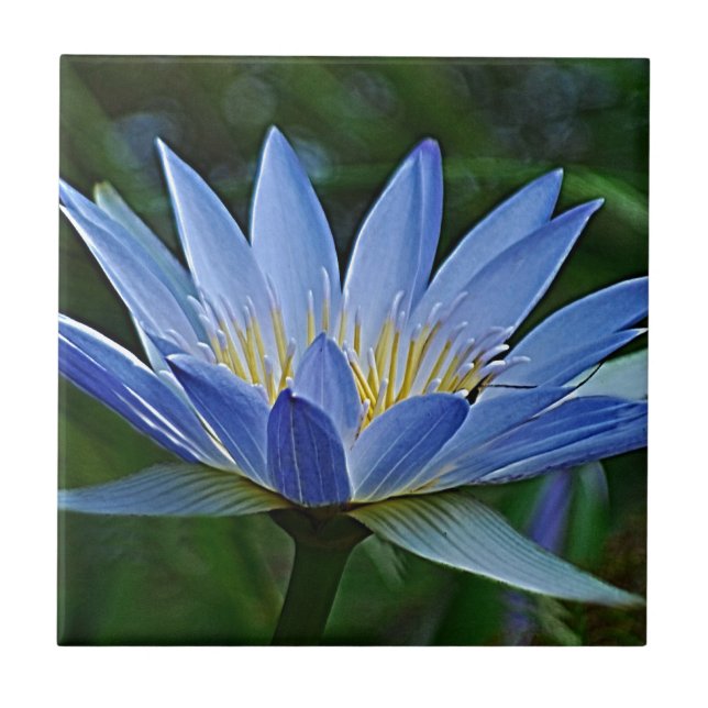 Lotus-Blume Fliese (Vorderseite)