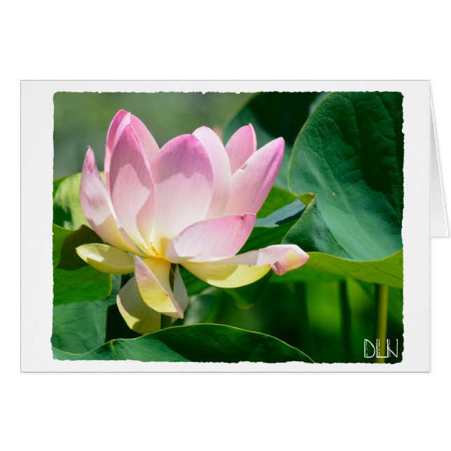 Lotus Blume/Florenz Kunst/Kultur (Vorderseite (Horizontal))