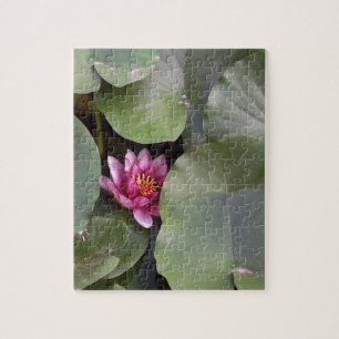 Lotus Blume Foto