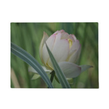 Lotus Blume