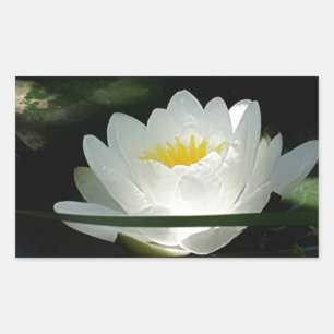 Lotus Blume Geschenke Rechteckiger Aufkleber