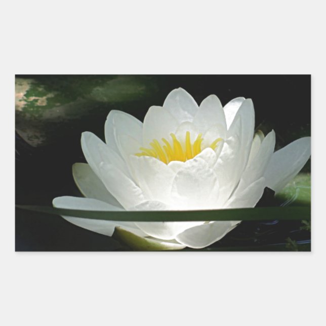 Lotus Blume Geschenke Rechteckiger Aufkleber (Vorderseite)