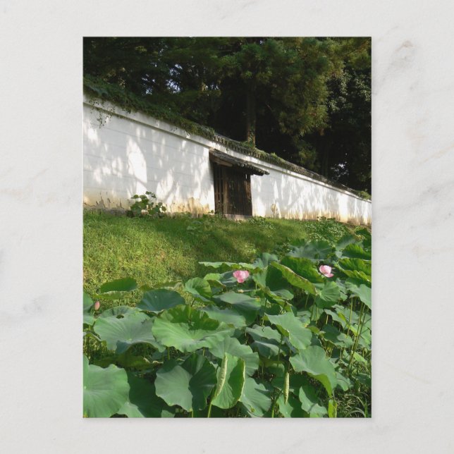 Lotus-Blume im Tempelgraben Postkarte (Vorderseite)