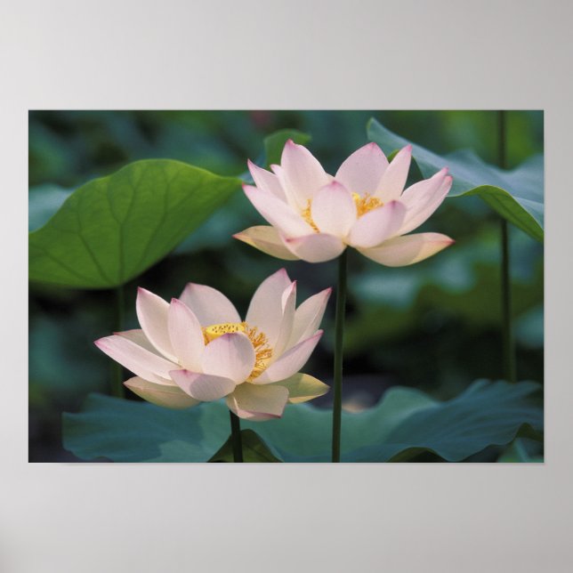 Lotus Blume in Blüten, China Poster (Vorne)