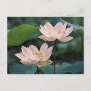Lotus Blume in Blüten, China Postkarte