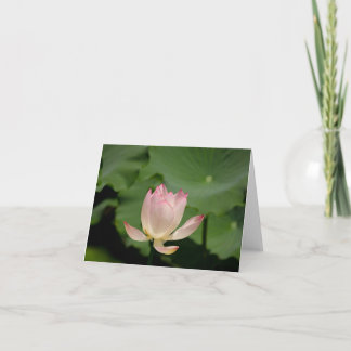 Lotus-Blume Karte