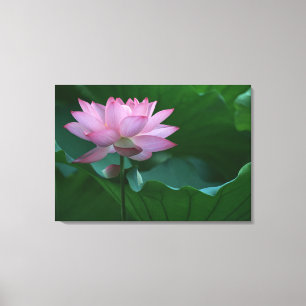 Lotus Blume Leinwanddruck