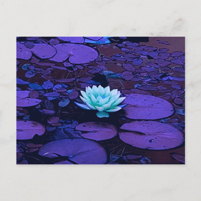 Lotus Blume Lila Blue Türkise Floral Pond Zen Postkarte (Vorderseite)