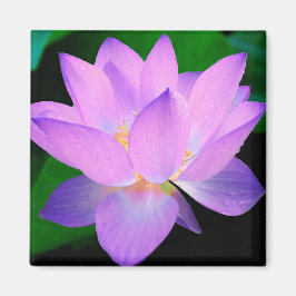 Lotus Blume Magnet