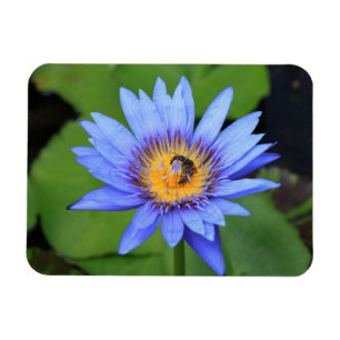Lotus Blume Magnet
