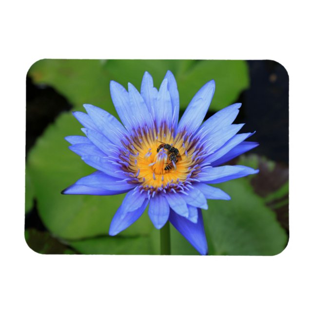Lotus Blume Magnet (Horizontal)