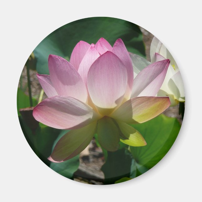 Lotus Blume Magnet (Vorne)