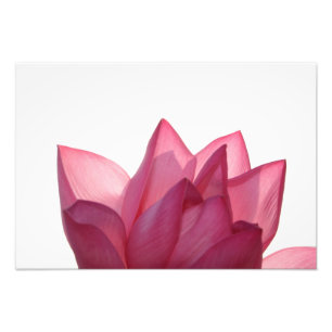 Lotus-Blume [Nelumbio speciosum] in vollem Umfang Fotodruck