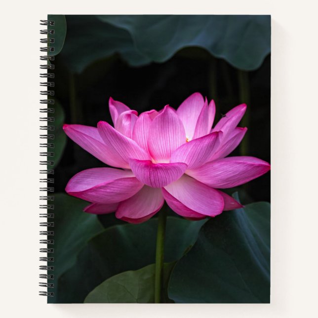 Lotus Blume Notizbuch (Vorderseite)