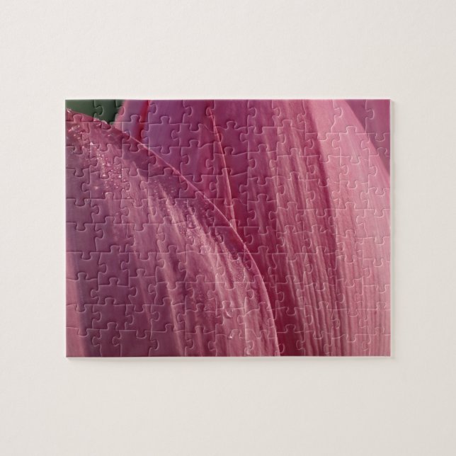 Lotus Blume Petals Pink Floral (Horizontal)