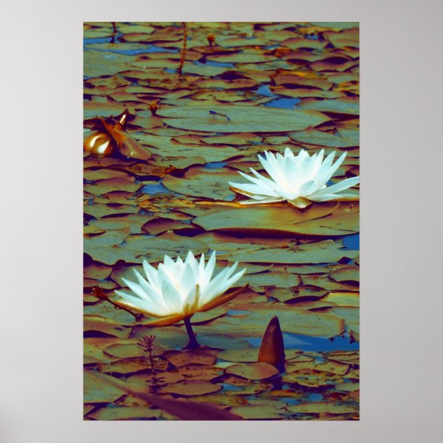 Lotus Blume Poster (Vorne)