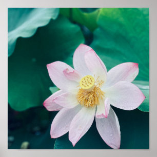 Lotus Blume Poster