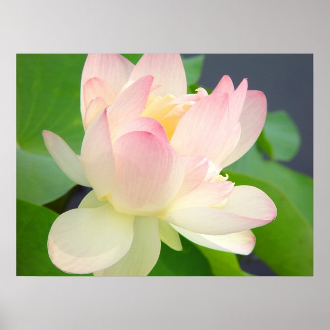 Lotus-Blume Poster (Vorne)