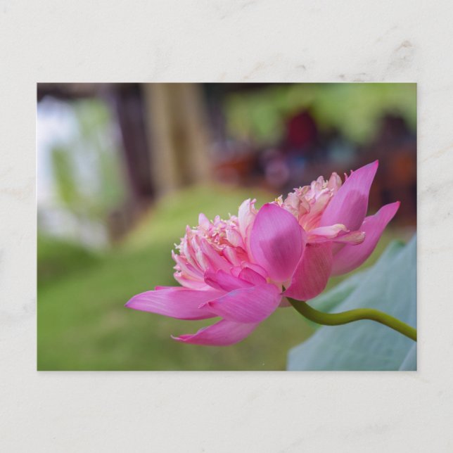 Lotus Blume Postkarte (Vorderseite)