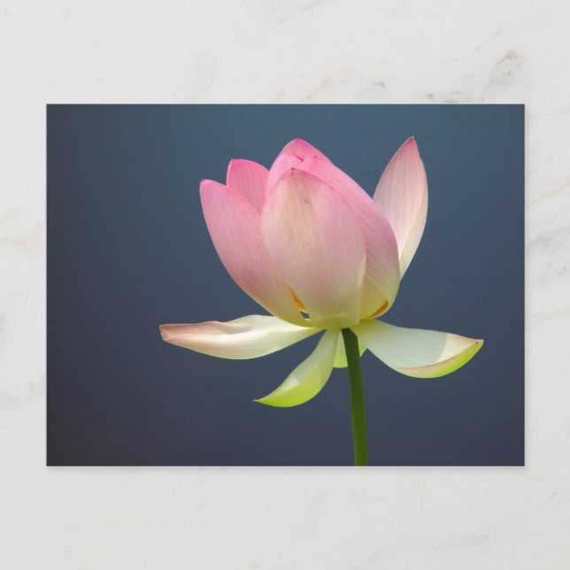 Lotus Blume Postkarte (Vorderseite)