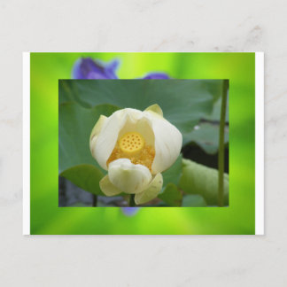 Lotus Blume Postkarte