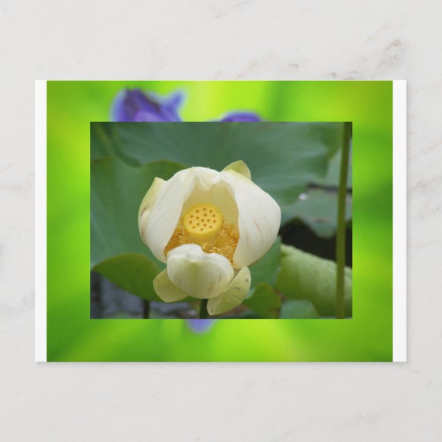 Lotus Blume Postkarte (Vorderseite)