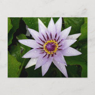 Lotus Blume Postkarte