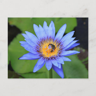 Lotus Blume Postkarte