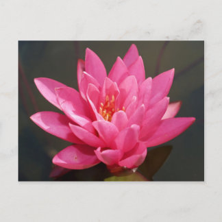 Lotus-Blume Postkarte