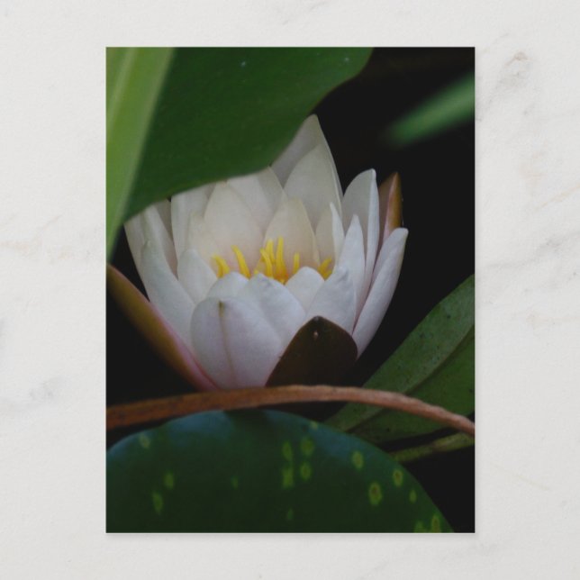 Lotus Blume Postkarte (Vorderseite)