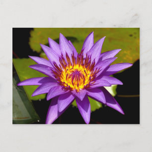Lotus-Blume Postkarte