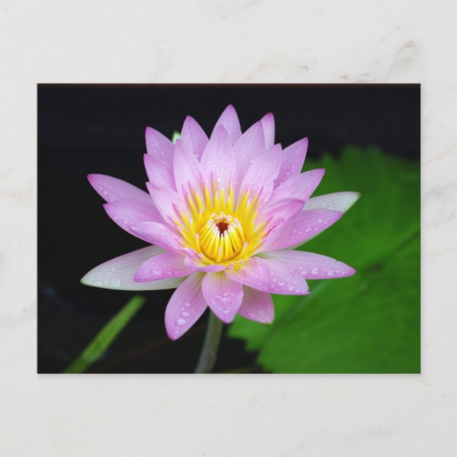 Lotus Blume Postkarte (Vorderseite)