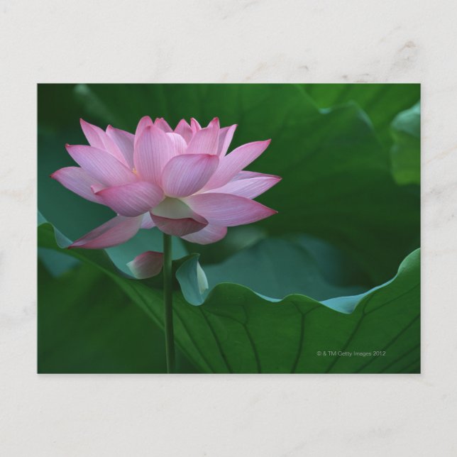 Lotus Blume Postkarte (Vorderseite)