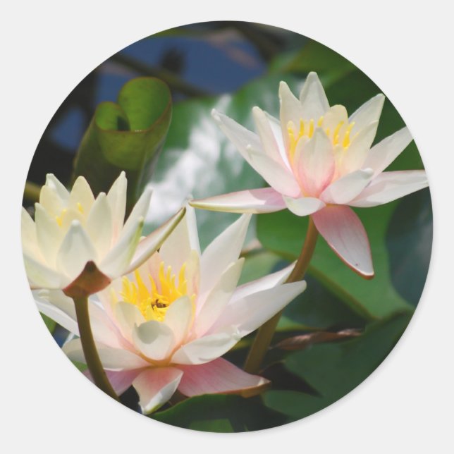 Lotus-Blume Runder Aufkleber (Vorderseite)