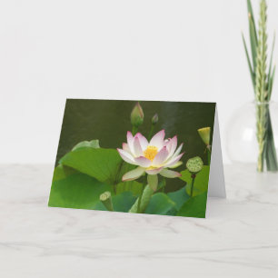 Lotus Blume Teiche Karte