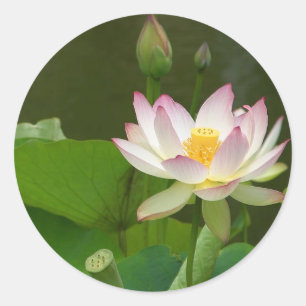 Lotus Blume Teiche Runder Aufkleber