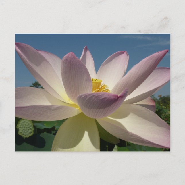 Lotus Blume und Blue Sky I Postkarte (Vorderseite)