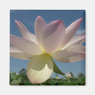 Lotus Blume und Blue Sky II Magnet