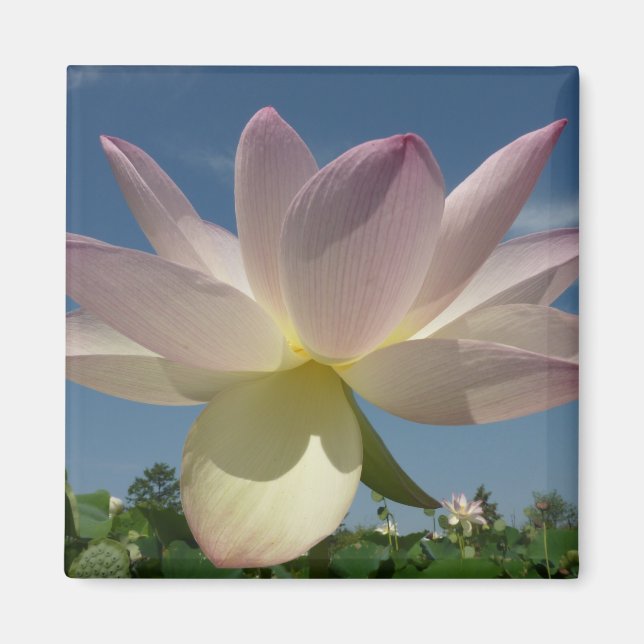 Lotus Blume und Blue Sky II Magnet (Vorne)
