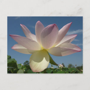 Lotus Blume und Blue Sky II Postkarte
