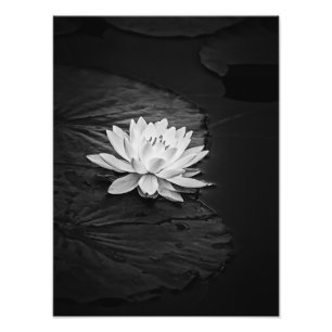 Lotus-Blume und Lily Pad Schwarz und Weiß Fotodruck