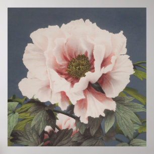 Lotus Blume von Ogawa Kazumasa (1887-1897) Poster