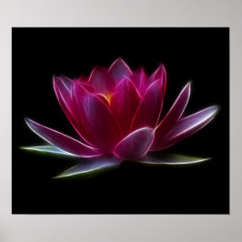 Lotus Blume Wasser Pflanze Poster