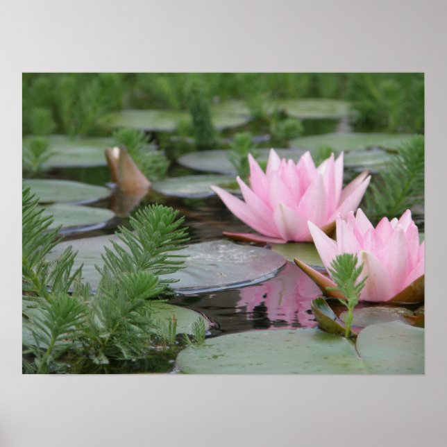 Lotus Blume/Wasserlilie Poster (Vorne)
